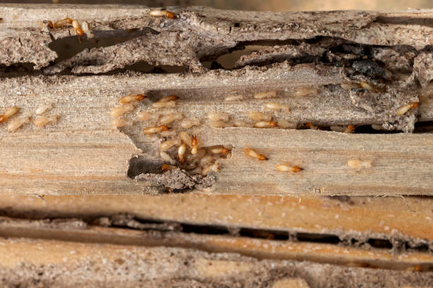 Best Local Pest Control Services  in Lmerton, PA